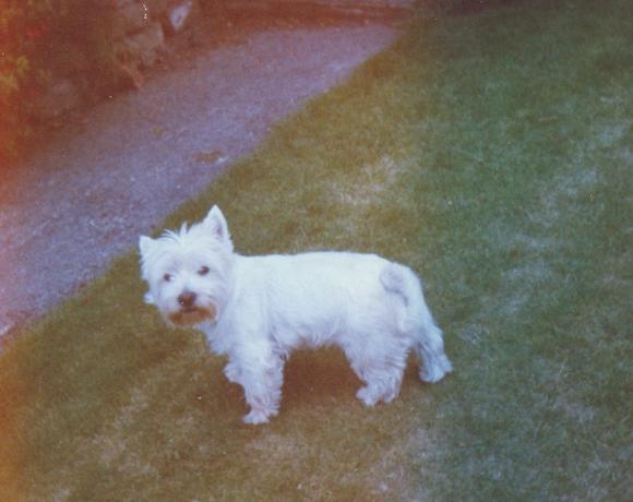 1930-Benjiwestie.JPG