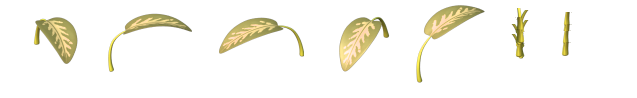 3318-Dieffenbachia.png