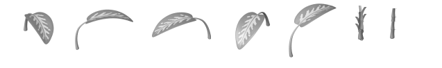 3321-Dieffenbachia.png