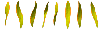 3328-BananaPlant.png